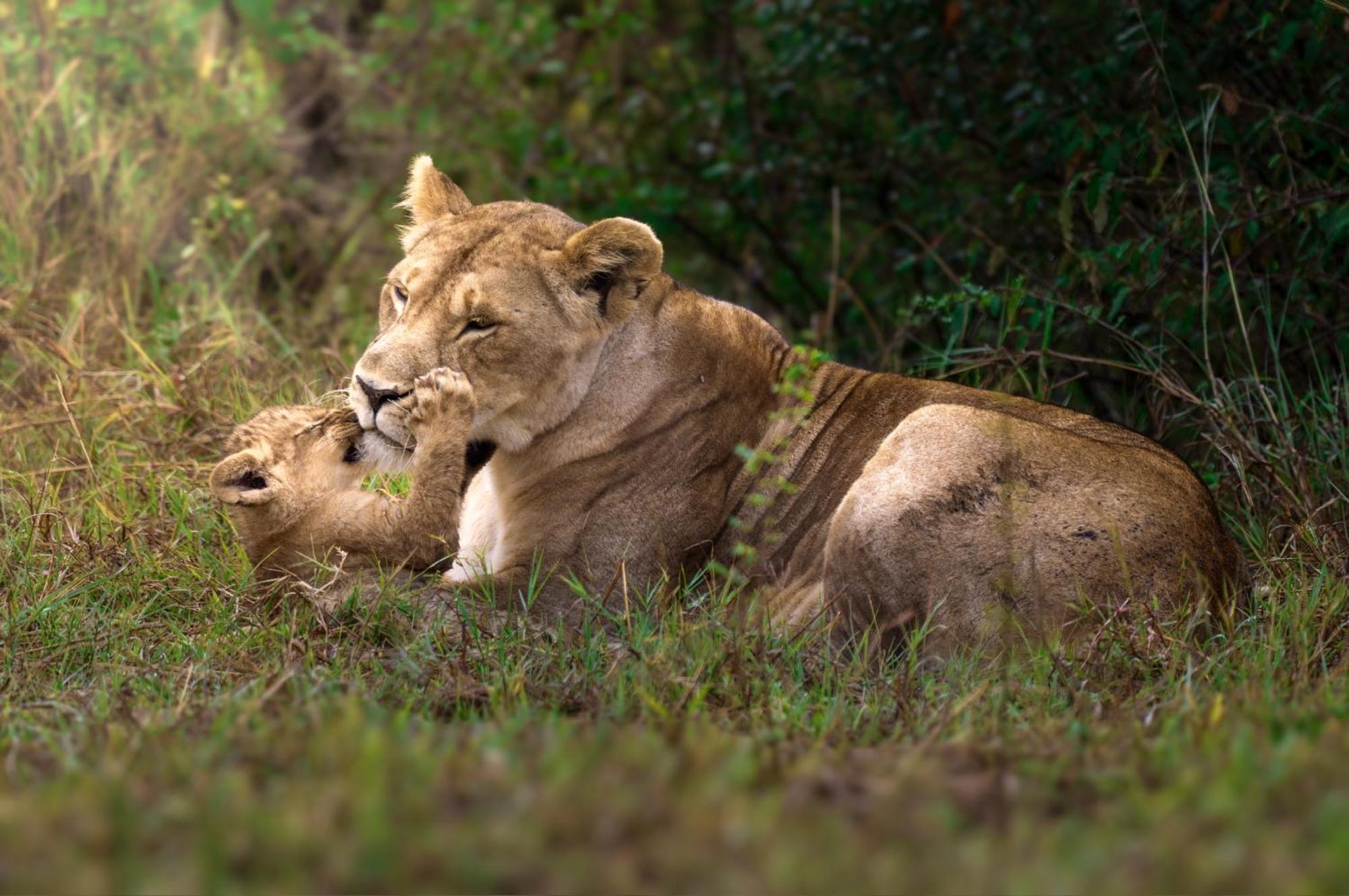 Olkinyei Mara Tented Camp Talek Екстер'єр фото