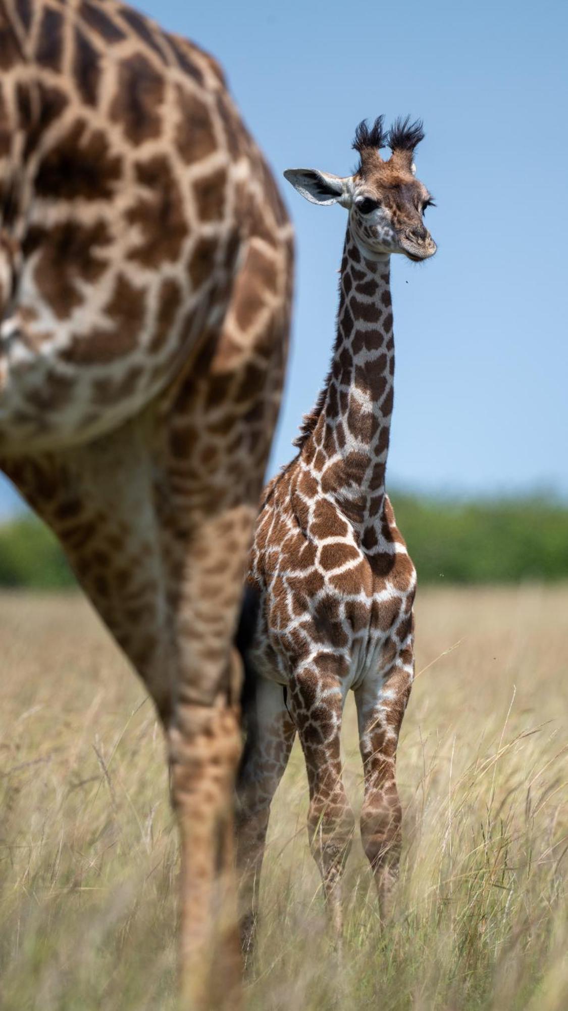 Olkinyei Mara Tented Camp Talek Екстер'єр фото