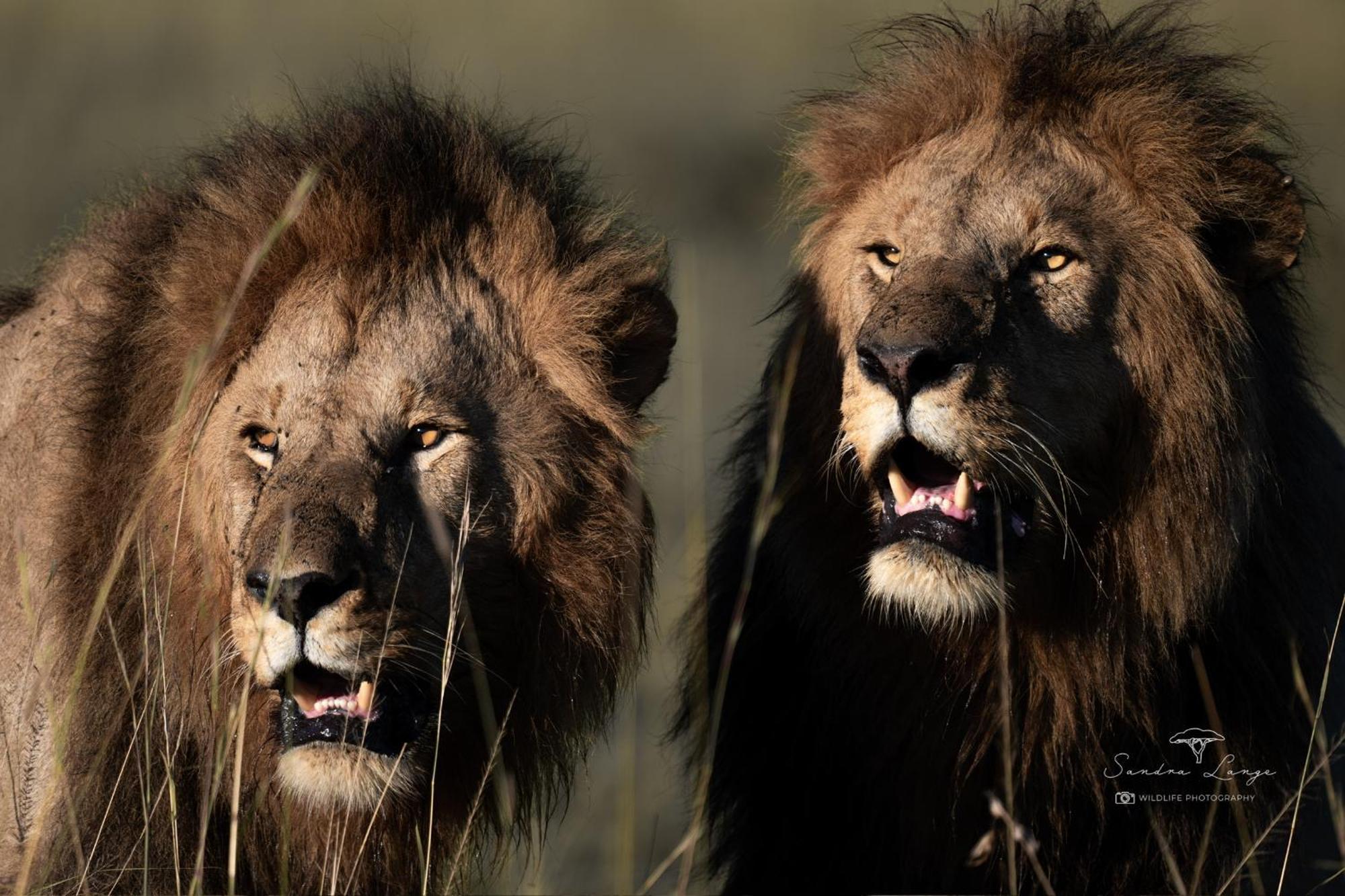 Olkinyei Mara Tented Camp Talek Екстер'єр фото