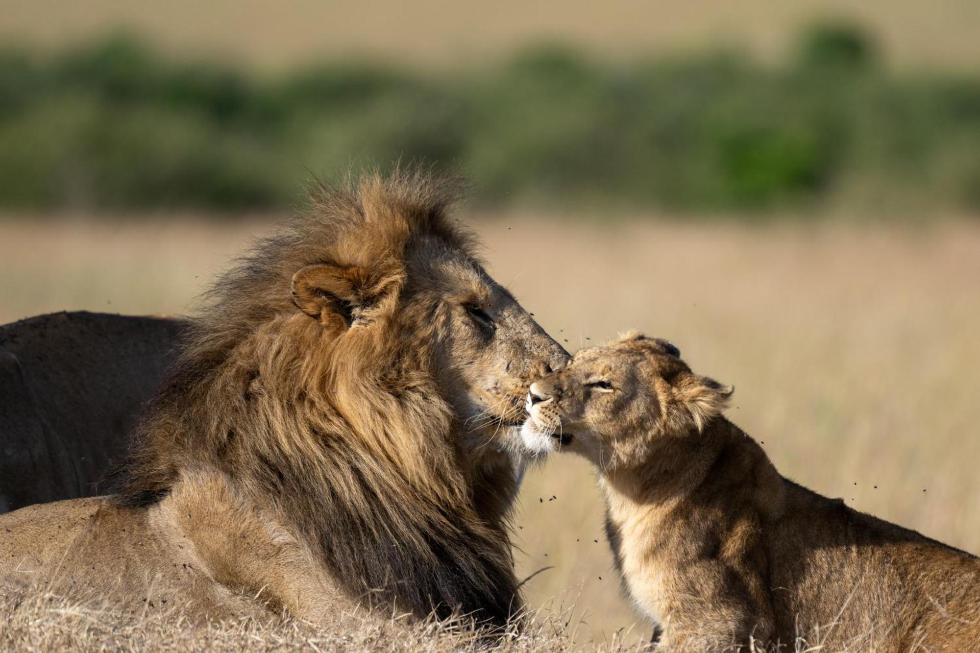 Olkinyei Mara Tented Camp Talek Екстер'єр фото