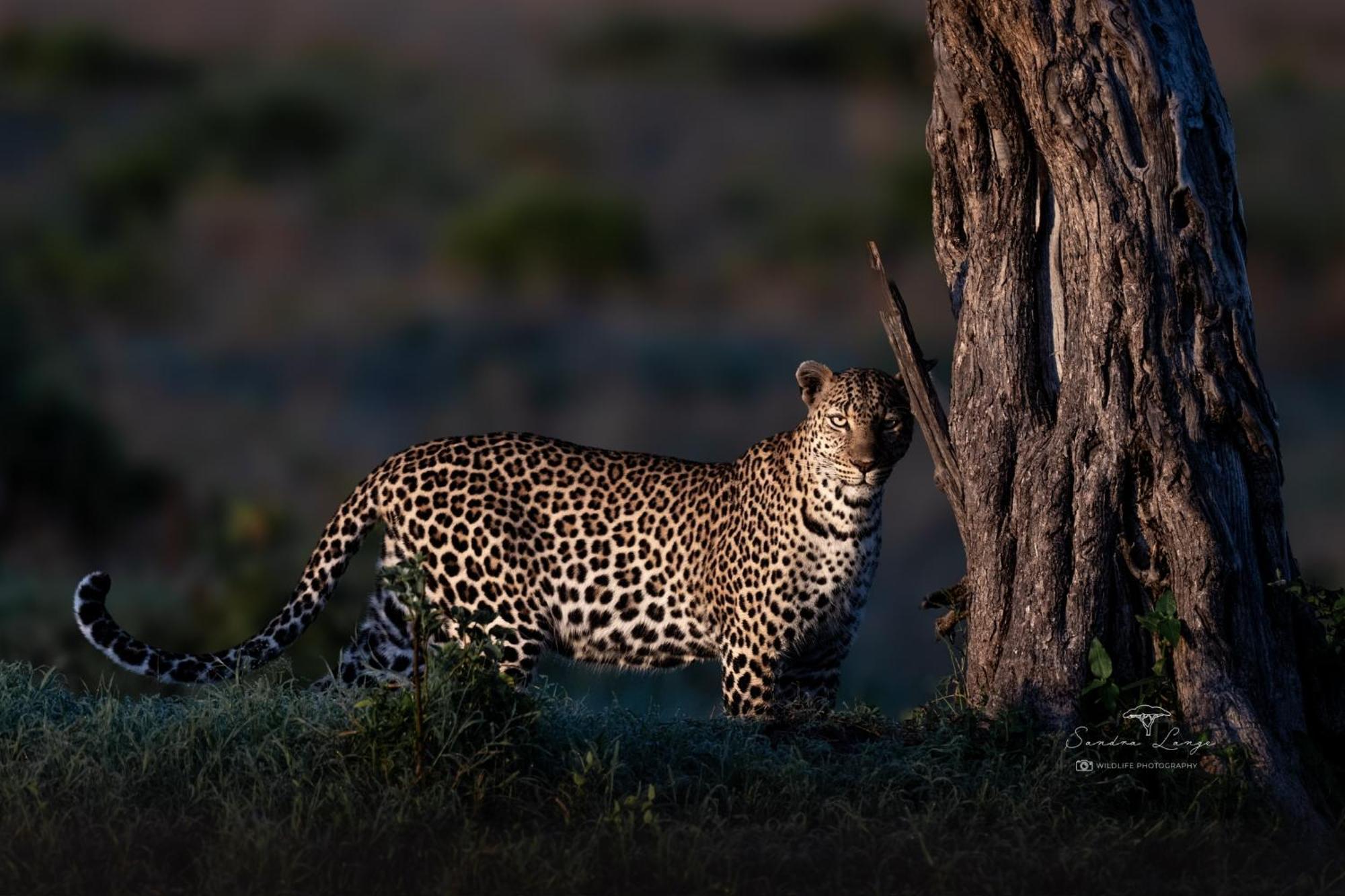 Olkinyei Mara Tented Camp Talek Екстер'єр фото